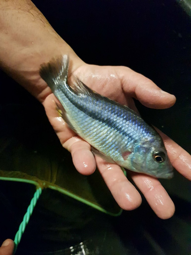 'Hemitaeniochromis' sp. 'spilopterus kande' Kande Island